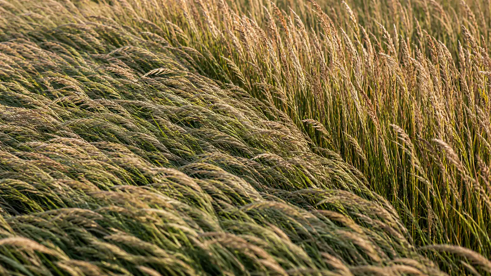 Illustrative wind front moving through rooted switchgrass, making its outward effect visible